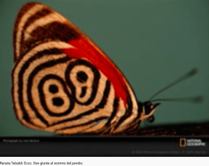 Puccini Butterfly Ecco. Son giunte al sommo del pendio