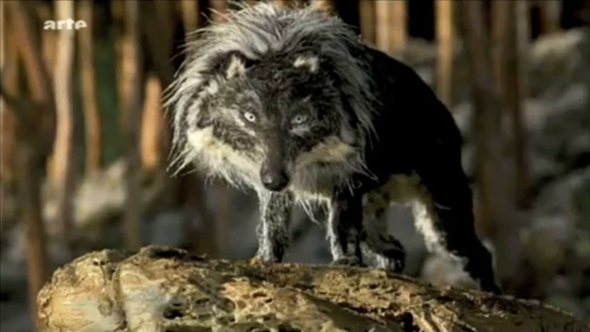 Prokofiev Pierre et le loup thème du loup