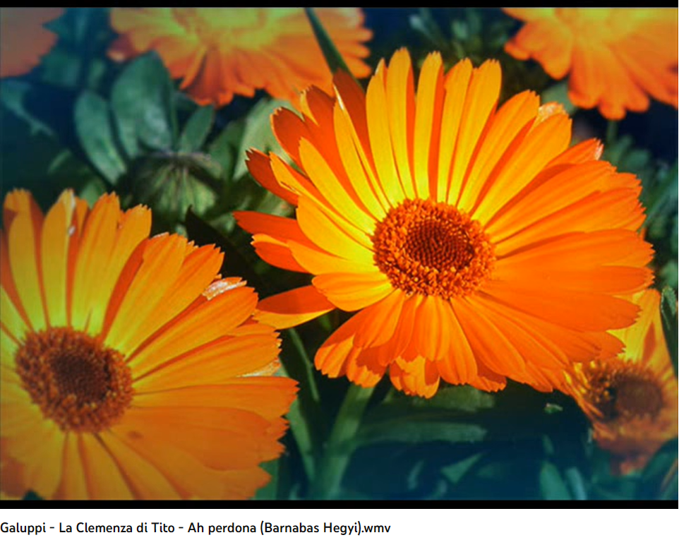 Galuppi (Métastase) La clemenza di Tito Ah perdona