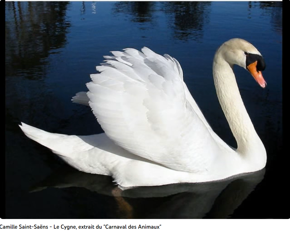 Saint-Saëns le Carnaval des animaux le cygne